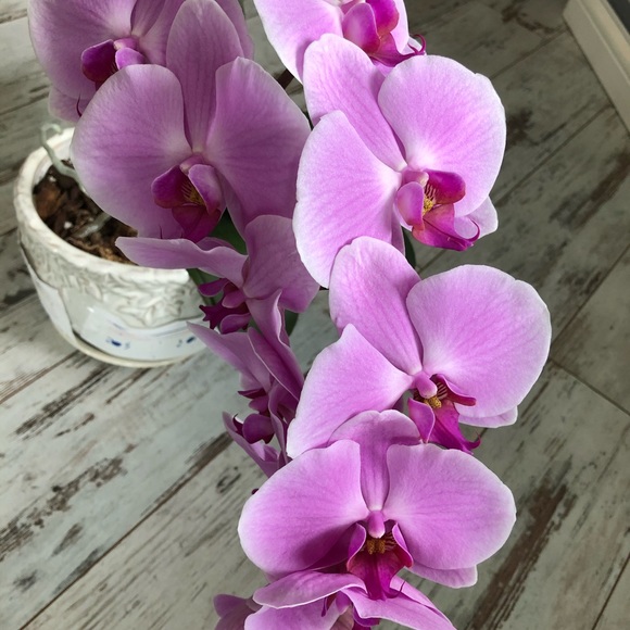 Meet your Posher, Adrienne -Posh Ambassador✨♥️ - Picture 8 of 15